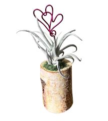 Valentine Air Plant