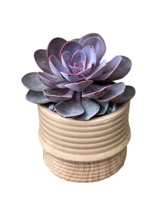 Drip Glaze Succulent Garden