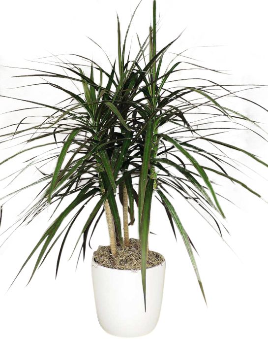 Green plant in white ceramic pot