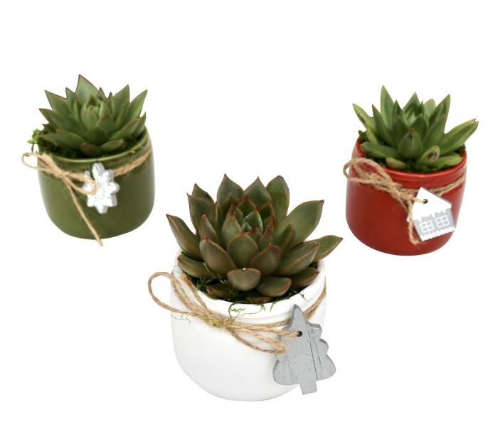 Holiday Succulent Surprise