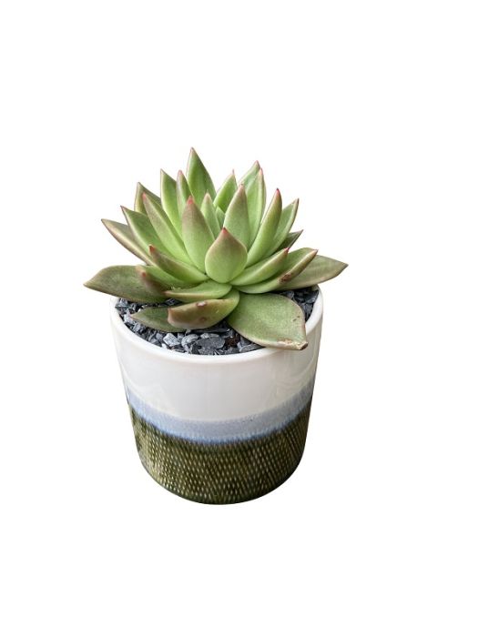 Ombre Succulent Garden 3