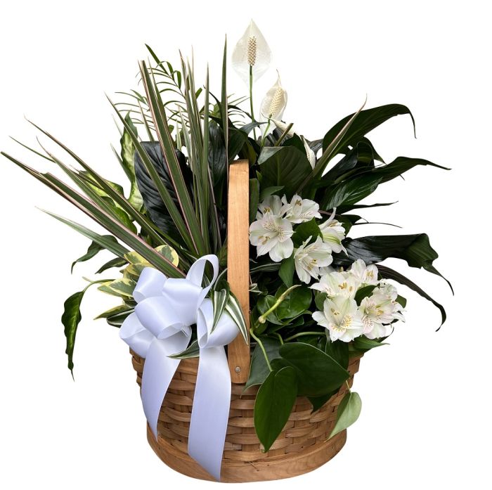 Peace and serenity dish garden - deluxe