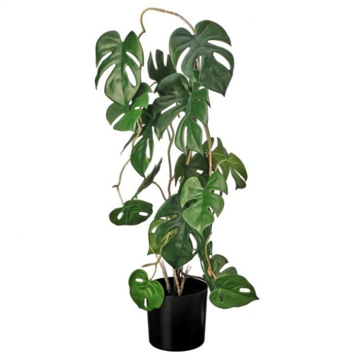 Silk Split Philo Plant